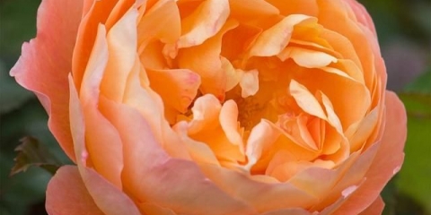 Rose lady emma hamilton